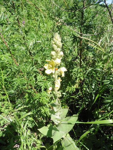 Denseflower mullein (Verbascum densiflorum)