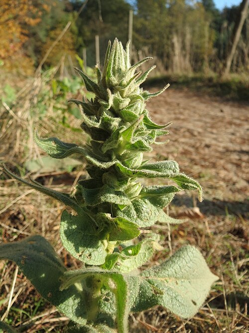 Denseflower mullein: Großblütige Königskerze ( Verbascum densiflorum ) im Naturschutzgebiet Zugmantel-Bandholz