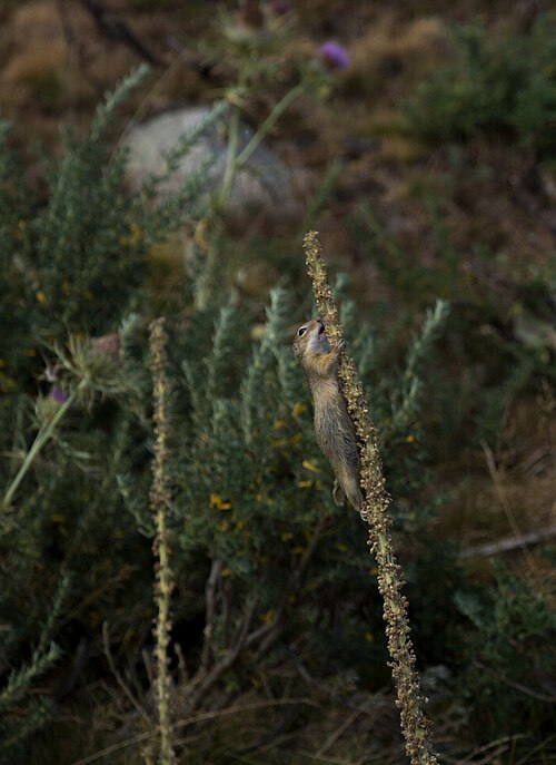 Denseflower mullein: European ground squirrel ( Spermophilus citellus ) eating the seeds of a denseflower mullein