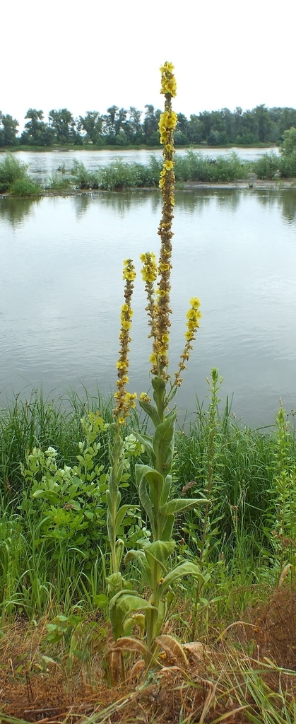 Denseflower mullein (Verbascum densiflorum)