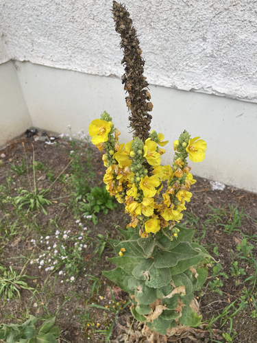 Denseflower mullein (Verbascum densiflorum)