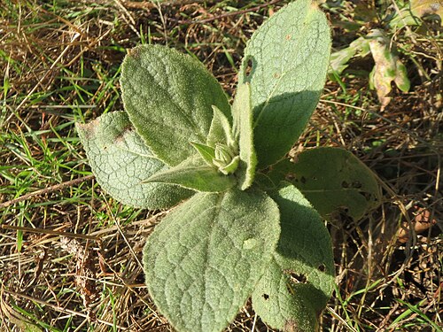 Denseflower mullein: Großblütige Königskerze ( Verbascum densiflorum ) im Naturschutzgebiet Zugmantel-Bandholz