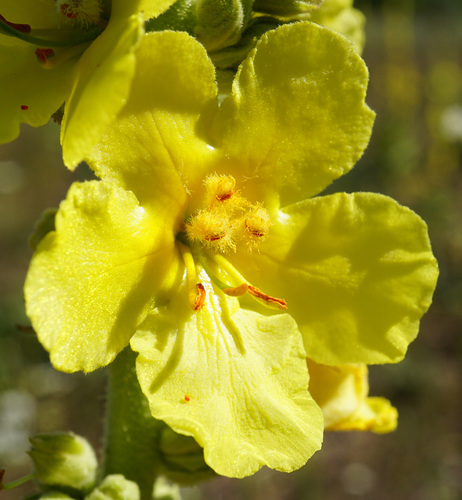Denseflower mullein (Verbascum densiflorum)
