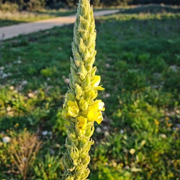 Denseflower mullein (Verbascum densiflorum)