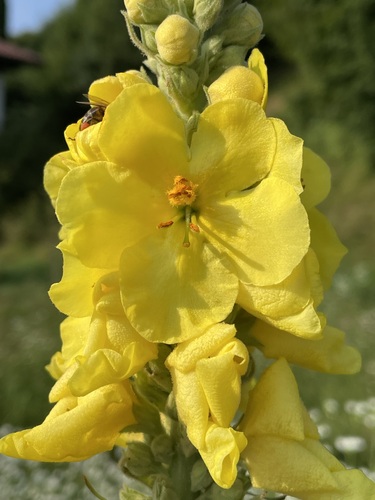 Denseflower mullein (Verbascum densiflorum)