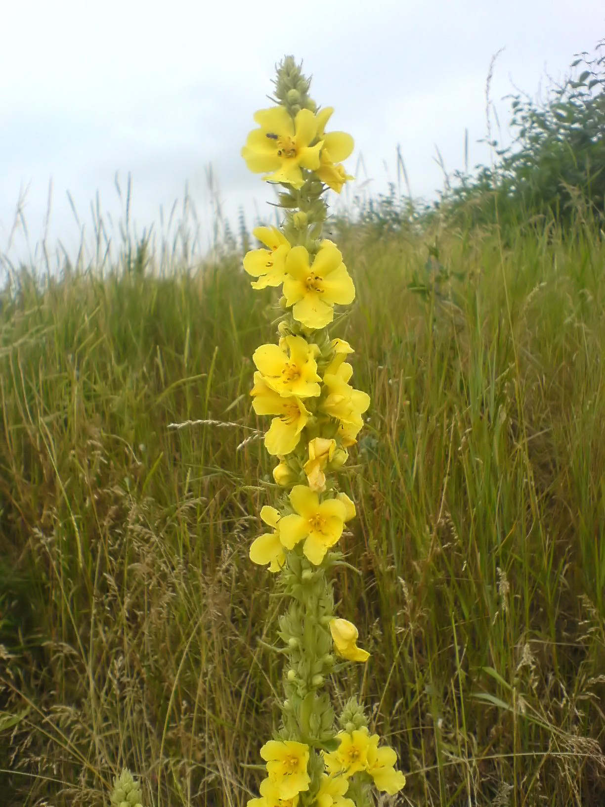 Denseflower mullein: Großblütige Königskerze ( Verbascum densiflorum ) an einem Straßenrand in Mitteldeutschland, ca. 1,50 m groß