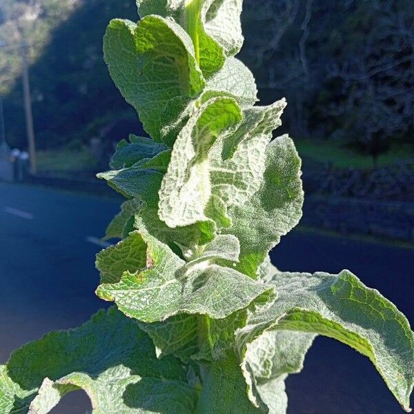 Denseflower mullein (Verbascum densiflorum)