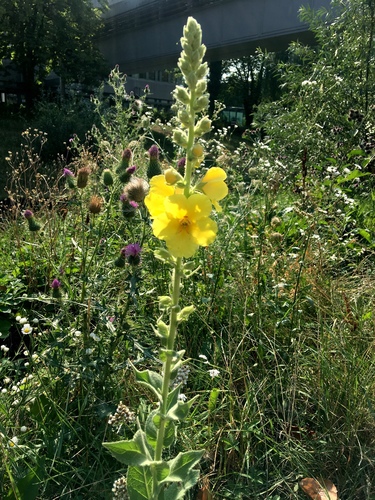Orange mullein (Verbascum phlomoides)