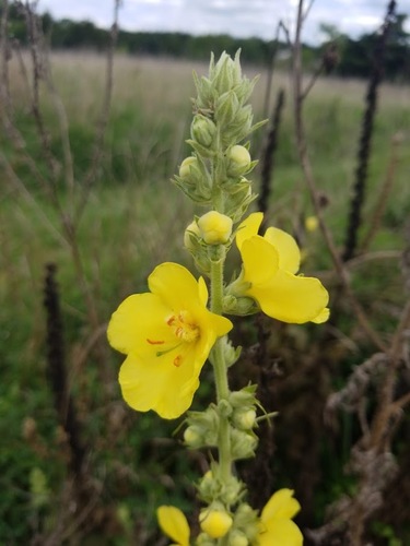 Orange mullein (Verbascum phlomoides)