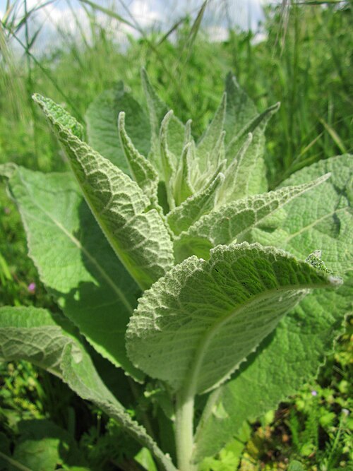 Orange mullein: Verbascum phlomoides bei Neulußheim