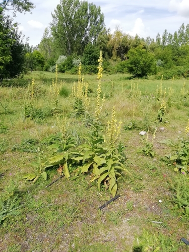 Orange mullein (Verbascum phlomoides)