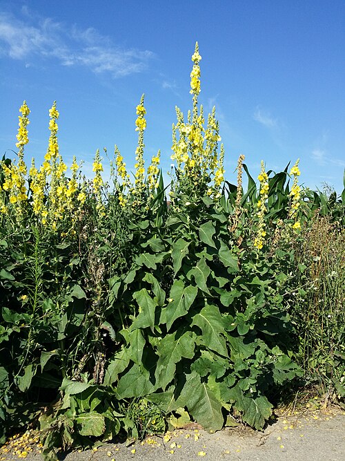 Orange mullein: Habitus Taxonym: Verbascum phlomoides ss Fischer et al. EfÖLS 2008 ISBN 978-3-85474-187-9 Location: between Kleedorf and Puch, district Hollabrunn, Lower Austri
