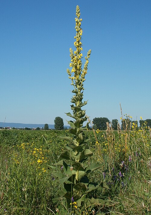 Orange mullein: Windblumen-Königskerze ( Verbascum phlomoides ) in einem Feld bei Reilingen