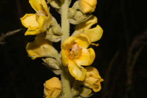 Orange mullein (Verbascum phlomoides)