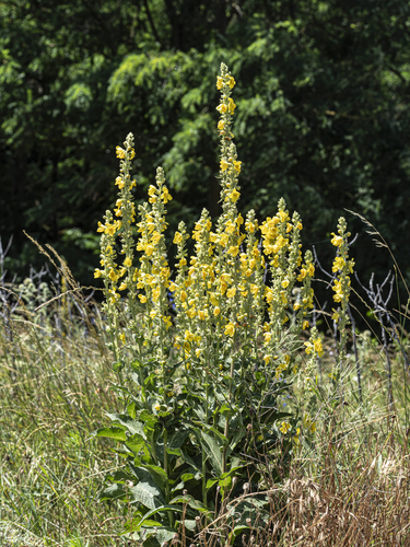 Orange mullein (Verbascum phlomoides)