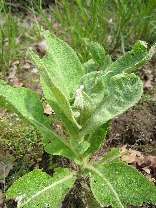 Orange mullein: Verbascum phlomoides bei Reilingen