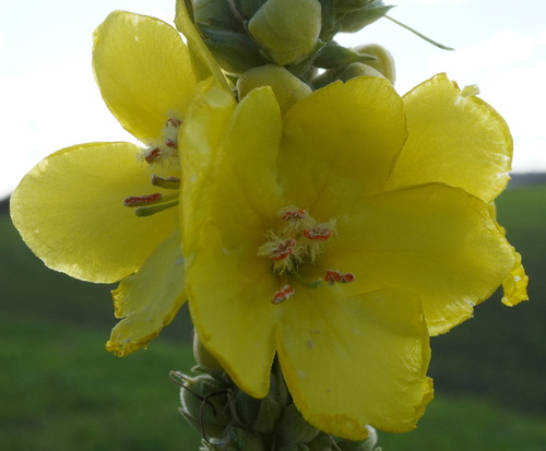 Orange mullein (Verbascum phlomoides)