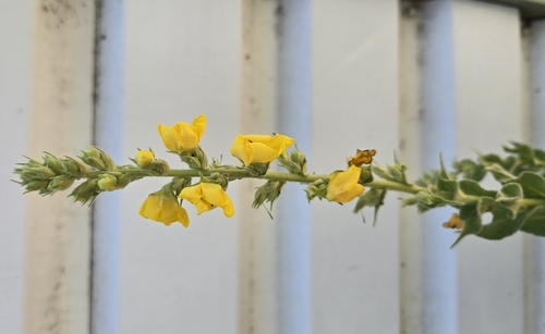 Orange mullein