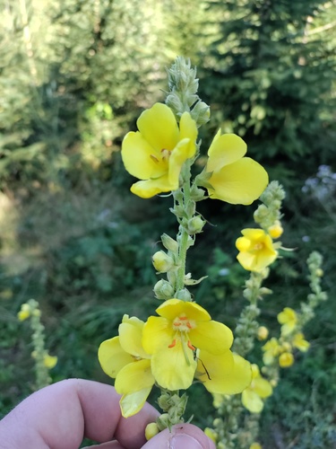 Orange mullein (Verbascum phlomoides)