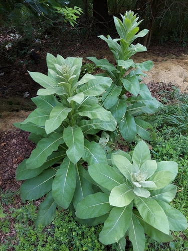 Great mullein (Verbascum thapsus)