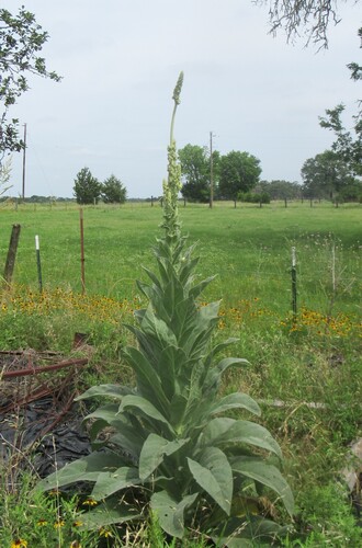 Great mullein (Verbascum thapsus)