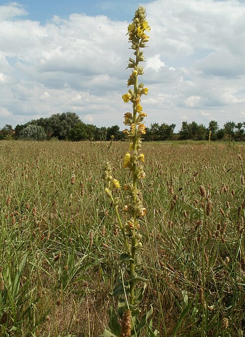 Great mullein: Königskerze (Verbascum thapsus) in Hockenheim