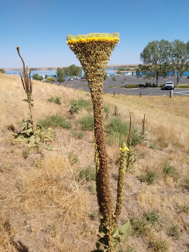 Great mullein