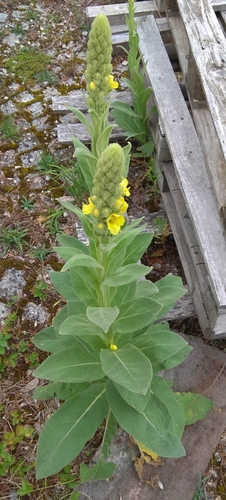 Great mullein (Verbascum thapsus)