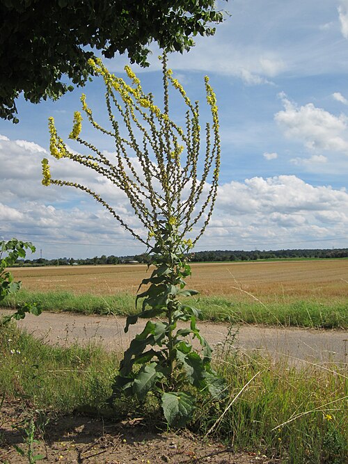 Great mullein: Königskerze ( Verbascum thapsus ) bei Oftersheim