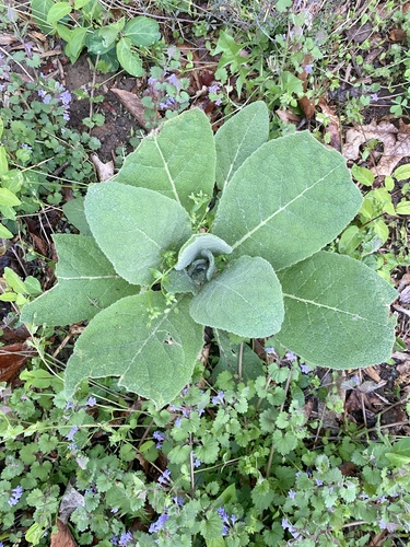 Great mullein (Verbascum thapsus)