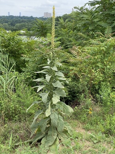 Great mullein (Verbascum thapsus)