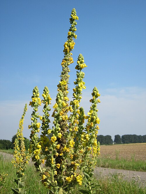 Great mullein: Kleinblütige Königskerze ( Verbascum thapsus ) bei Reilingen