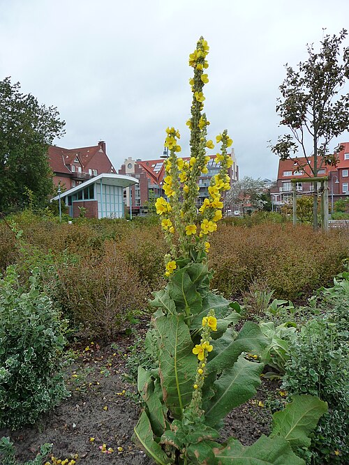 Great mullein: Kleinblütige Königskerze (Verbascum thapsus), fotografiert vor dem Kurplatz auf der ostfriesischen Nordseeinsel Juist