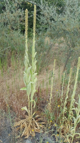 Great mullein (Verbascum thapsus)