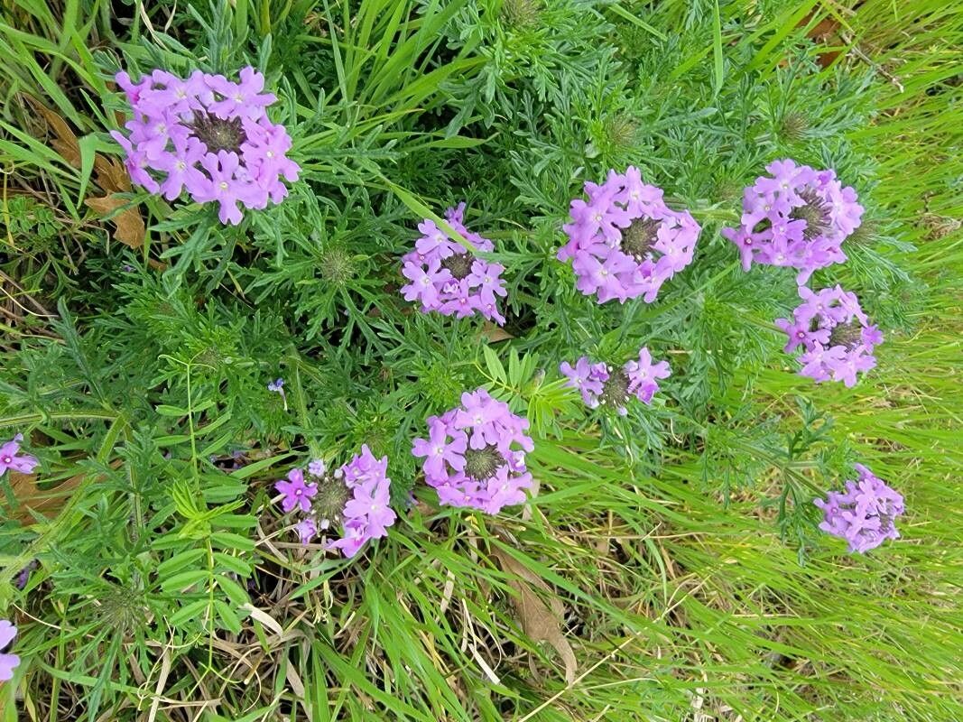 Dakota mock vervain (Verbena bipinnatifida)