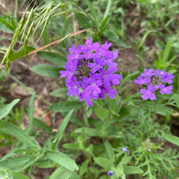 Dakota mock vervain (Verbena bipinnatifida)