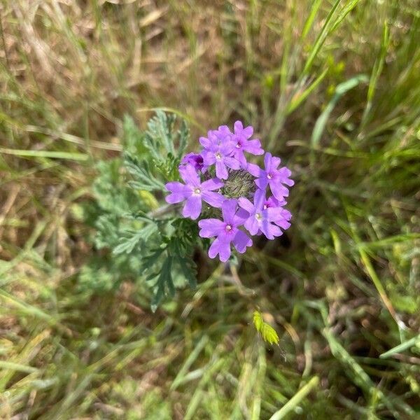Dakota mock vervain (Verbena bipinnatifida)