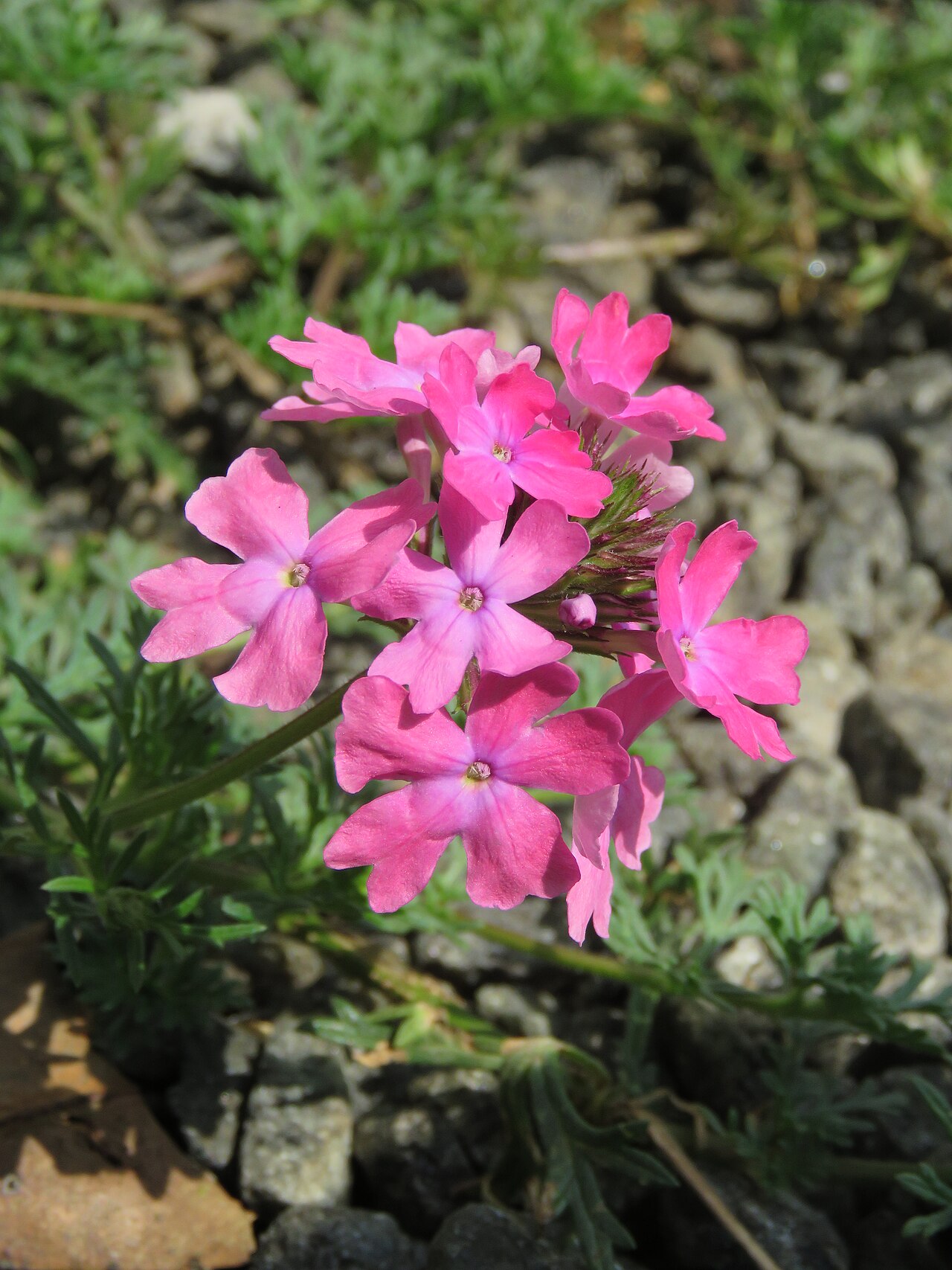 Dakota mock vervain: Photos from Wayanad Heritage Museum Ambalavayal 2019 - by Vinayaraj