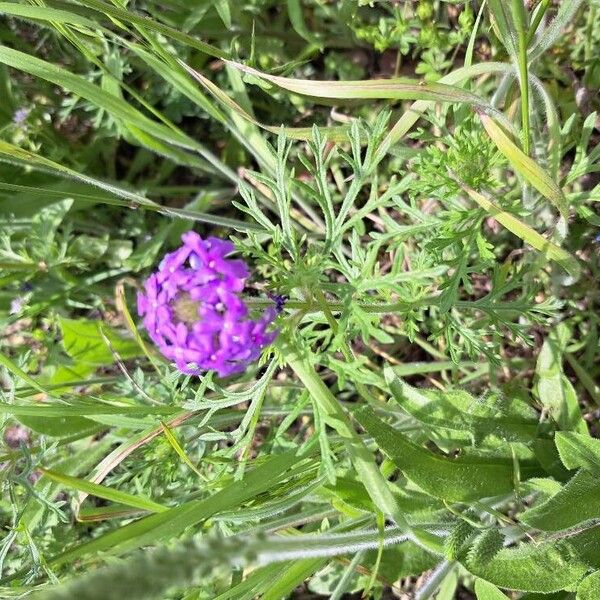 Dakota mock vervain (Verbena bipinnatifida)
