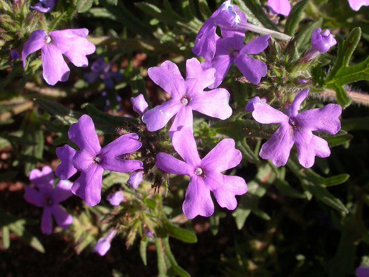 Dakota mock vervain: Northeast of Valle, Arizona.