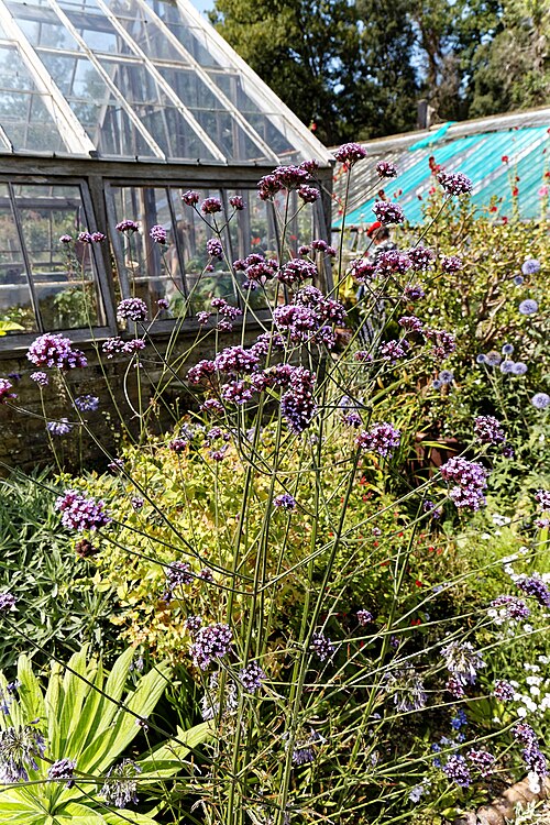 Purpletop vervain: Verbena bonariensis (or purpletop vervain, clustertop vervain, Argentinian vervain, tall verbena, purpletop, and pretty verbena), in a border at the Victorian w