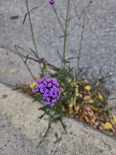 Purpletop vervain (Verbena bonariensis)