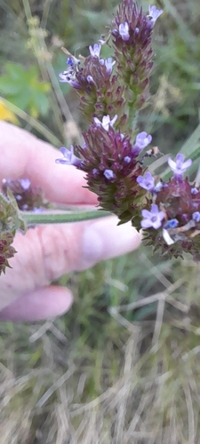 Purpletop vervain (Verbena bonariensis)