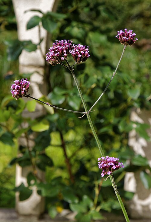 Purpletop vervain: Verbena bonariensis (or purpletop vervain, clustertop vervain, Argentinian vervain, tall verbena, purpletop, and pretty verbena), at Capel Manor College and Gar