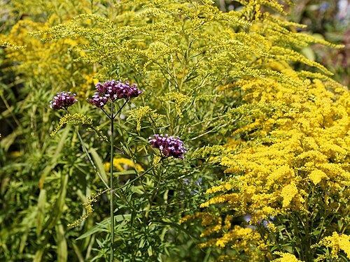 Purpletop vervain: Verbena bonariensis (or purpletop vervain, clustertop vervain, Argentinian vervain, tall verbena, purpletop, and pretty verbena), in a border at the Victorian w