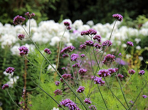 Purpletop vervain: Verbena bonariensis (or purpletop vervain, clustertop vervain, Argentinian vervain, tall verbena, purpletop, and pretty verbena), in a garden border in the civi