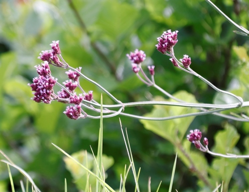 Purpletop vervain (Verbena bonariensis)
