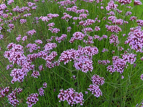 Purpletop vervain: Verbena bonariensis verbena bonariensis