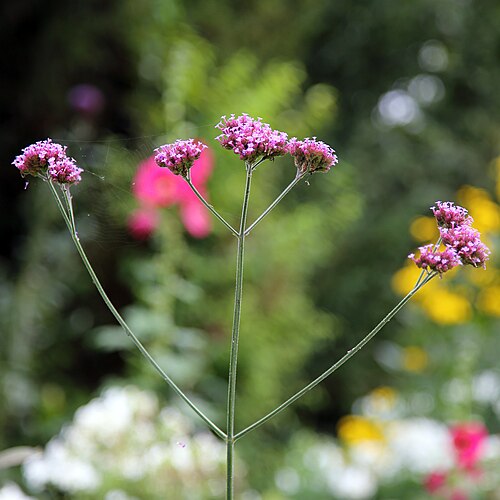 Purpletop vervain: Verbena bonariensis (or purpletop vervain, clustertop vervain, Argentinian vervain, tall verbena, purpletop, and pretty verbena), in a garden border in the civi