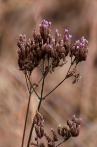 Purpletop vervain (Verbena bonariensis)